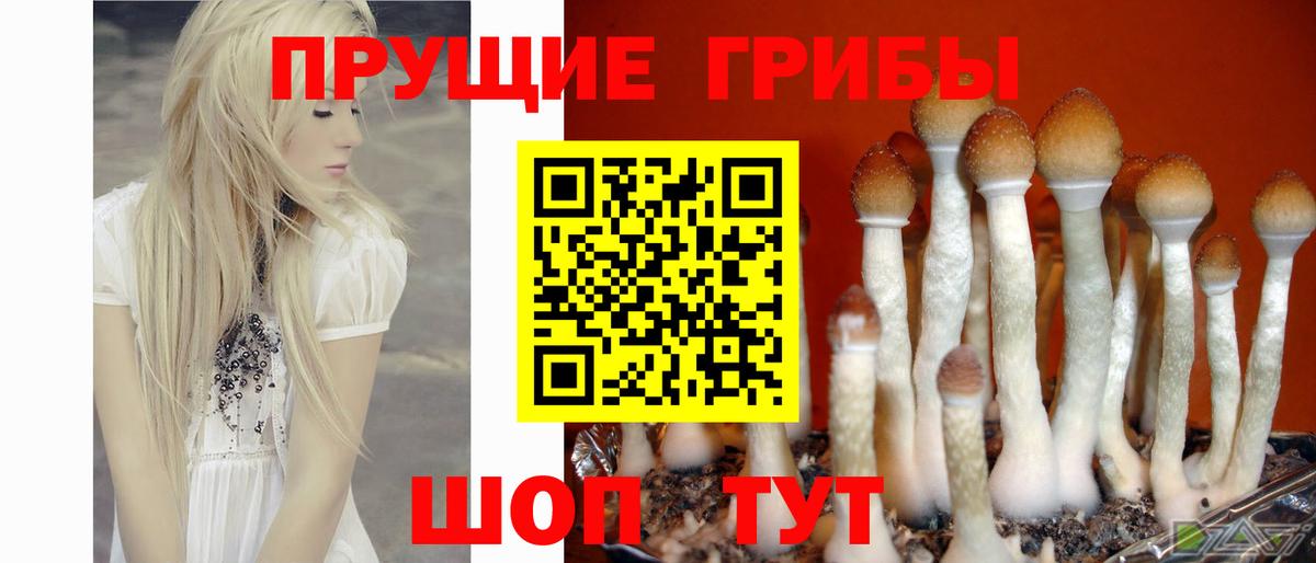 Феодосия  Галлюциногенные грибы Psilocybine cubensis  Галлюциногенные грибы Psilocybe  Вход с VPN 